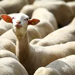 مزرعة للإقامة Nussbaumer Am Irrsee تيفغرابن