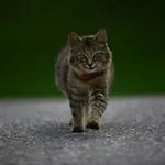 مزرعة للإقامة Nussbaumer Am Irrsee *