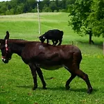 Nussbaumer Am Irrsee تيفغرابن