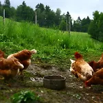 Nussbaumer Am Irrsee تيفغرابن