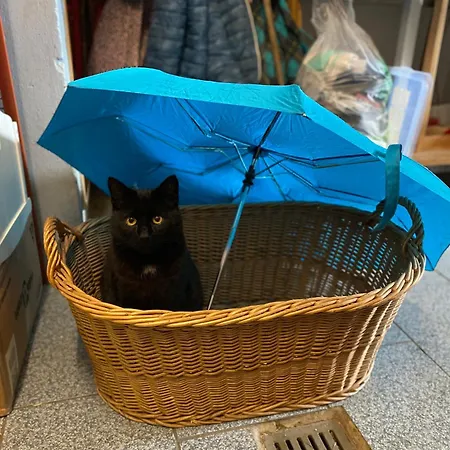 Nussbaumer Am Irrsee Gospodarstwo agroturystyczne Tiefgraben