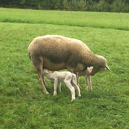 Gospodarstwo agroturystyczne Nussbaumer Am Irrsee Tiefgraben