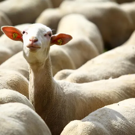 Gospodarstwo agroturystyczne Nussbaumer Am Irrsee Tiefgraben