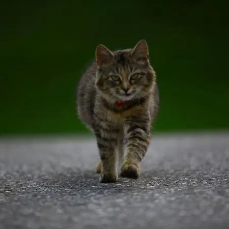 Gospodarstwo agroturystyczne Nussbaumer Am Irrsee *