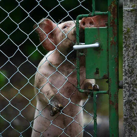 Gospodarstwo agroturystyczne Nussbaumer Am Irrsee