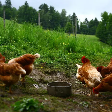 Nussbaumer Am Irrsee Tiefgraben