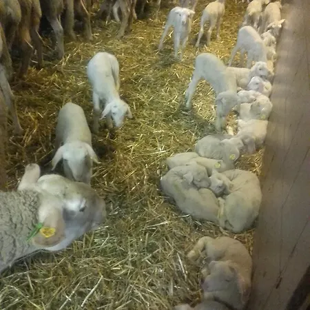 Agroturismo Nussbaumer Am Irrsee Tiefgraben