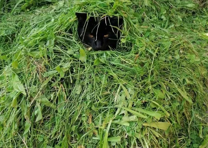 Nussbaumer Am Irrsee Farmház