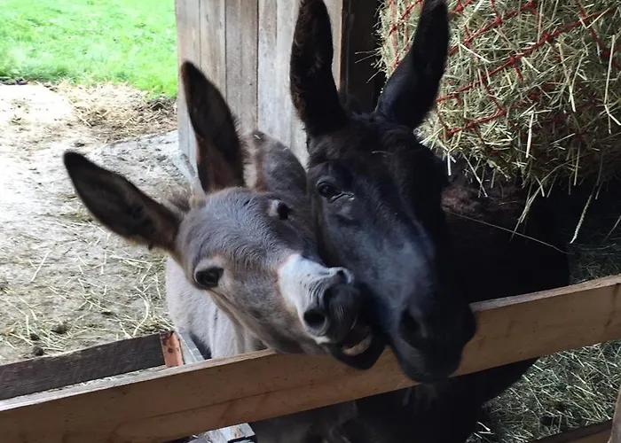 Farmház Nussbaumer Am Irrsee