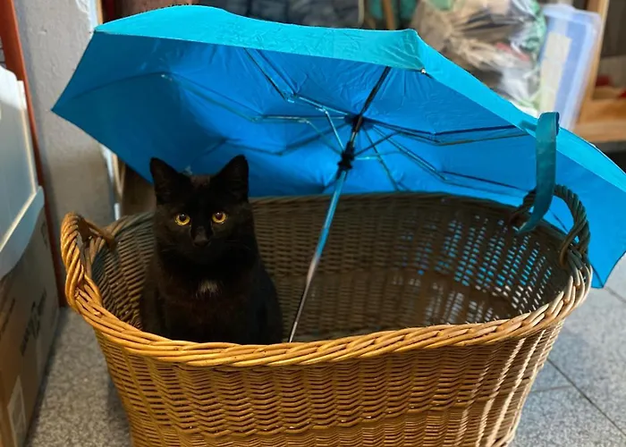 Nussbaumer Am Irrsee Farmház Tiefgraben