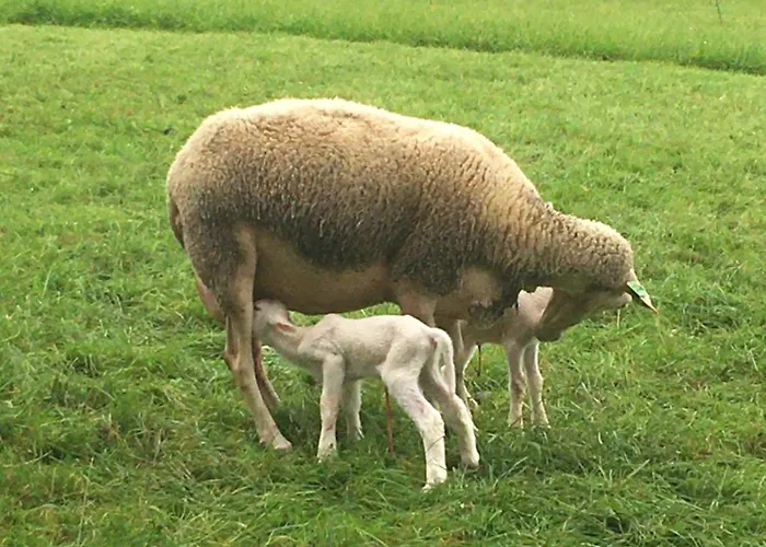 Farmház Nussbaumer Am Irrsee Tiefgraben