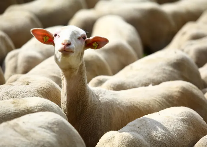 Farmház Nussbaumer Am Irrsee Tiefgraben