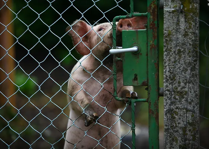 Farmház Nussbaumer Am Irrsee