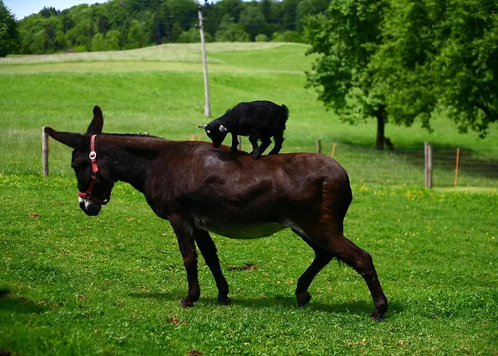 Nussbaumer Am Irrsee Tiefgraben