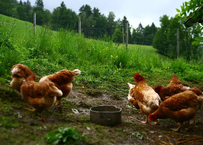 Nussbaumer Am Irrsee Tiefgraben
