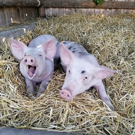 Nussbaumer Am Irrsee