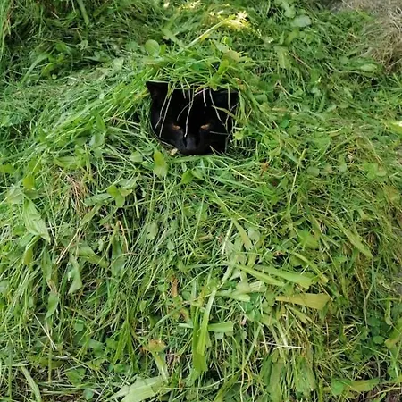 Nussbaumer Am Irrsee Фермерский дом