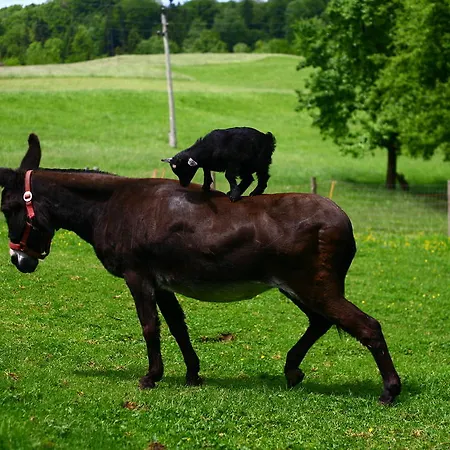 Nussbaumer Am Irrsee Тифграбен