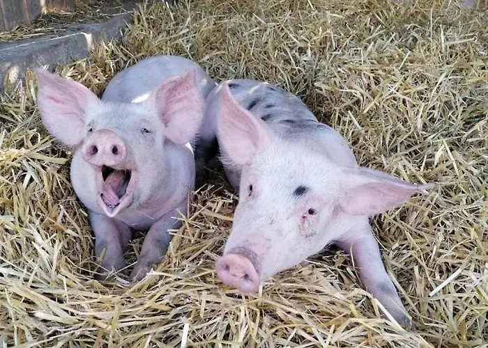 Nussbaumer Am Irrsee