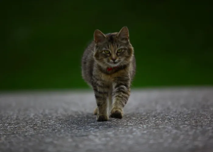 팜스테이 Nussbaumer Am Irrsee *