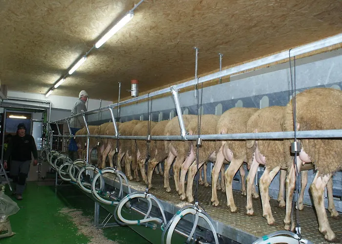 Nussbaumer Am Irrsee